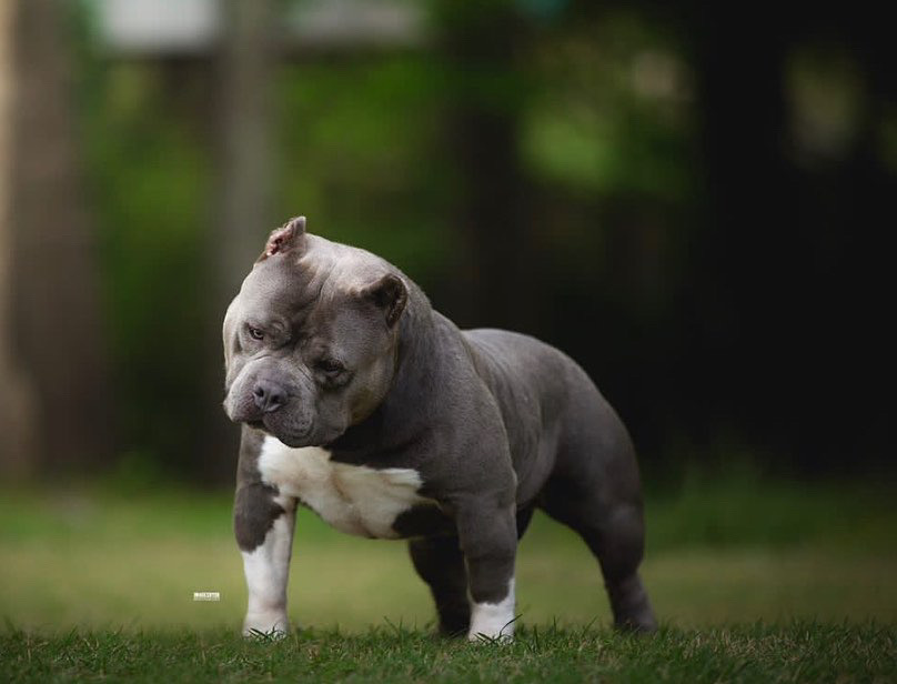 Dog Featured Image