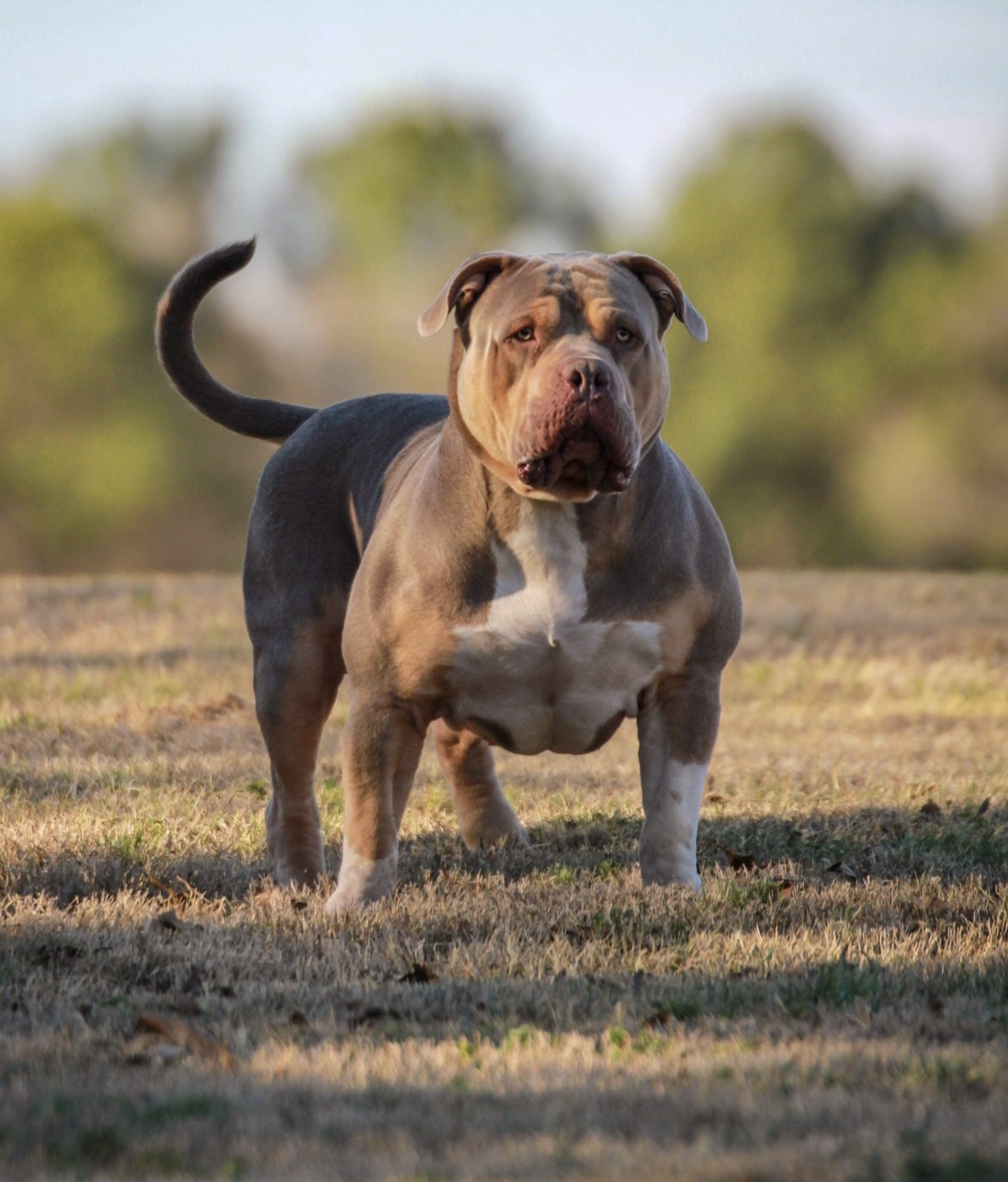 Dog Featured Image