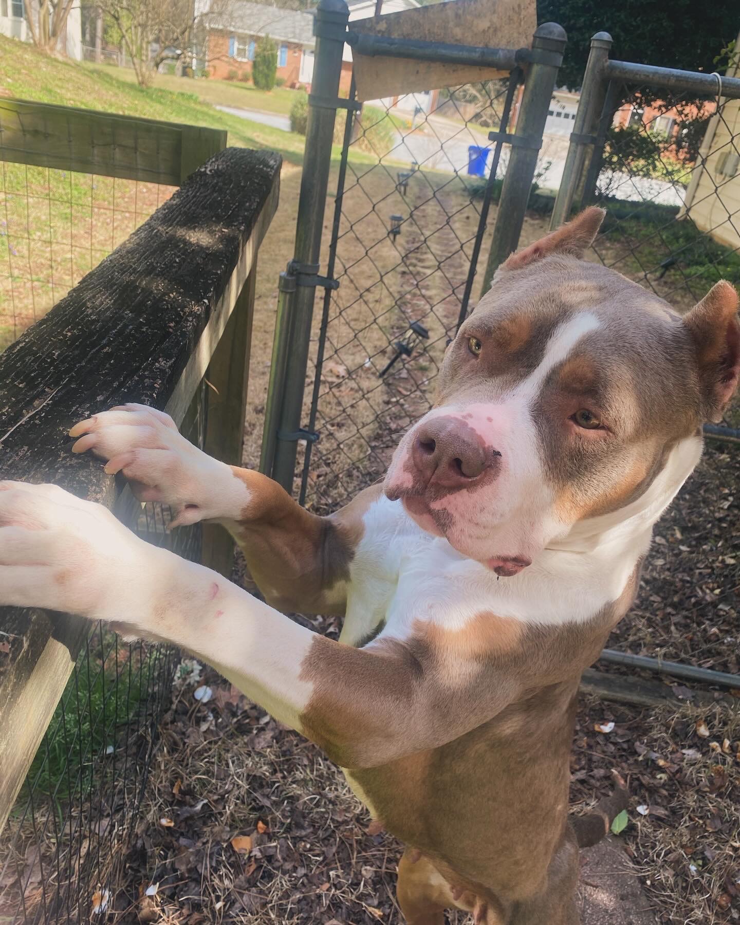 Dog Featured Image