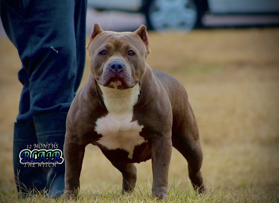 Dog Featured Image