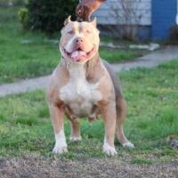 Spartas Honey Lou of SBK