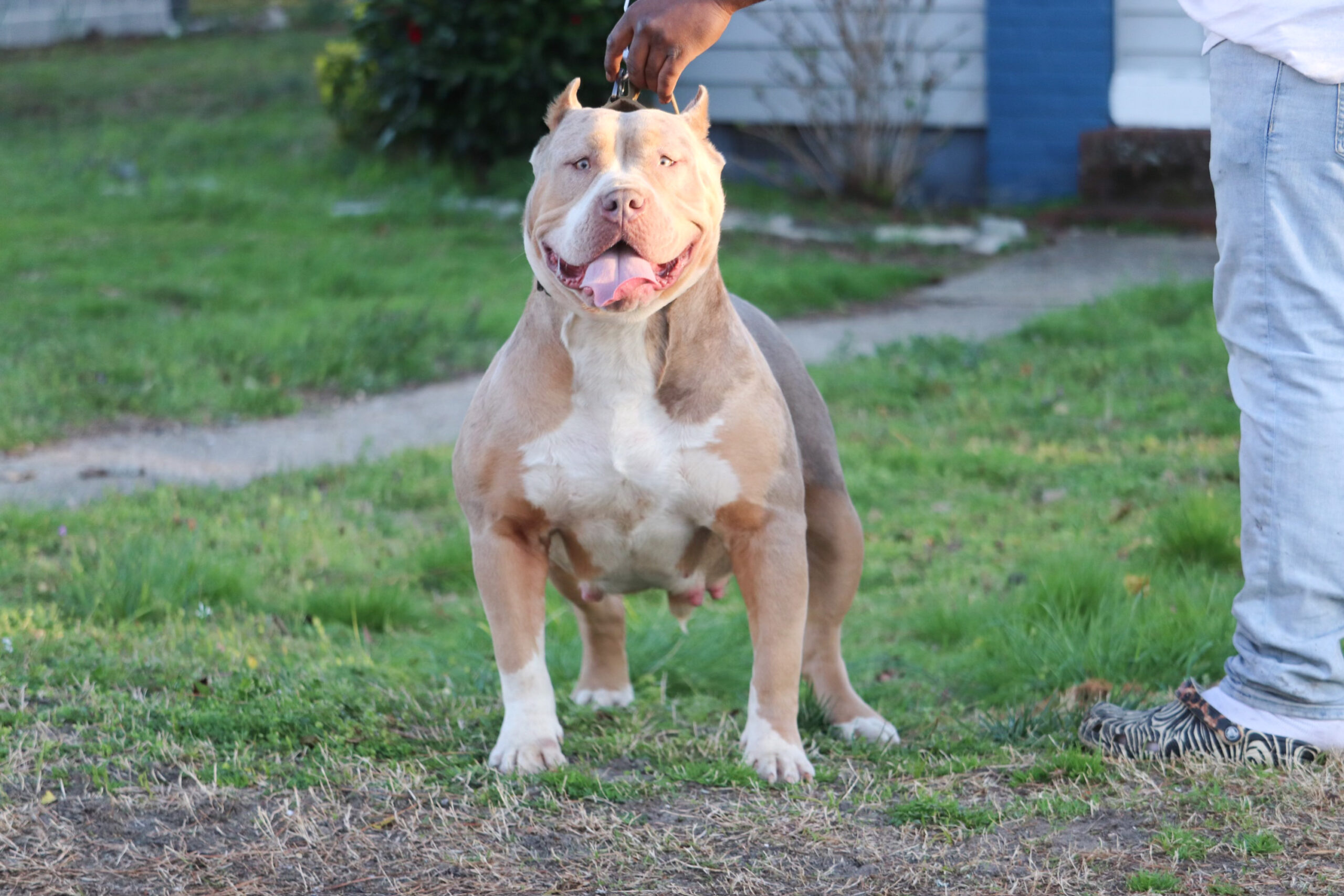 Dog Featured Image