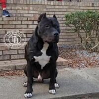 Diesel dogs Nero