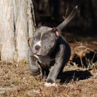 ONE SHOT BULLIES BAM BAM