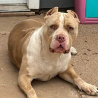 ULTIMATE BULLIES DAKOTA