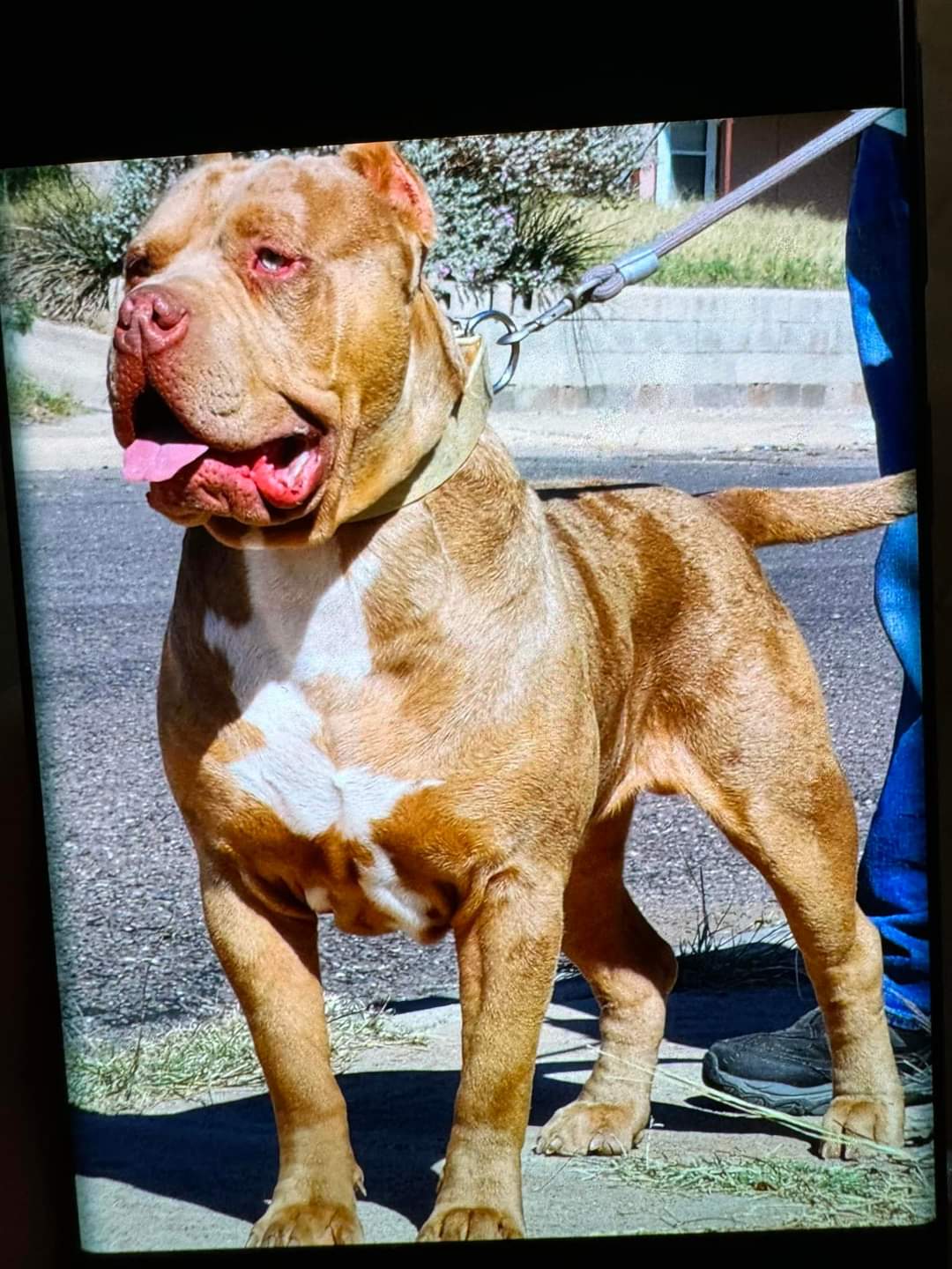Dog Featured Image
