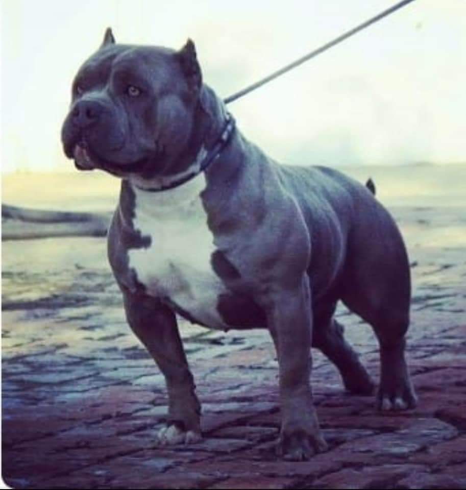 Dog Featured Image