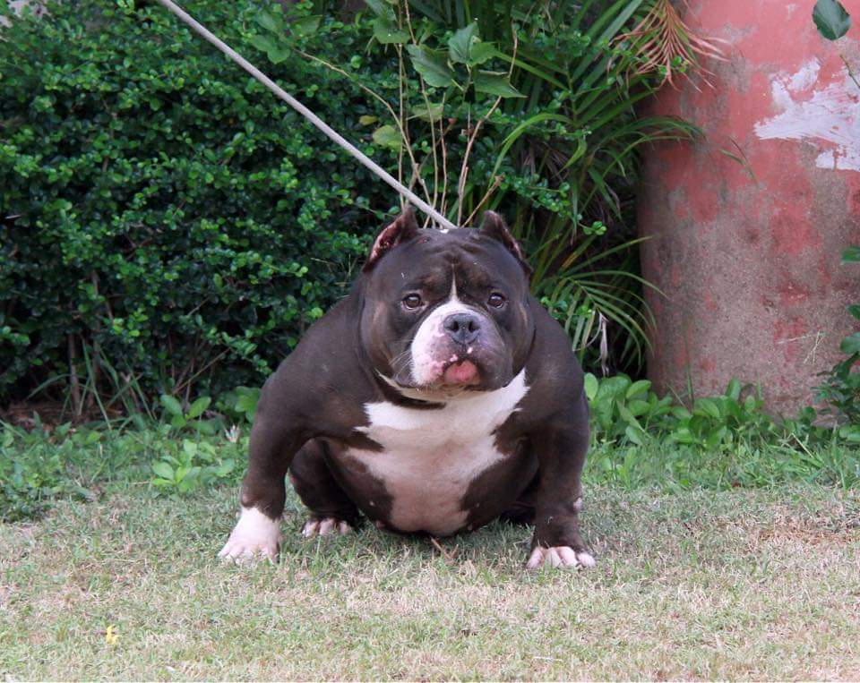 Dog Featured Image