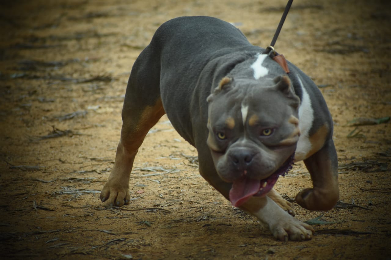 Dog Featured Image