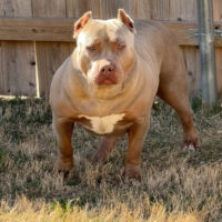 EGB VENOM of Staleys Kennel