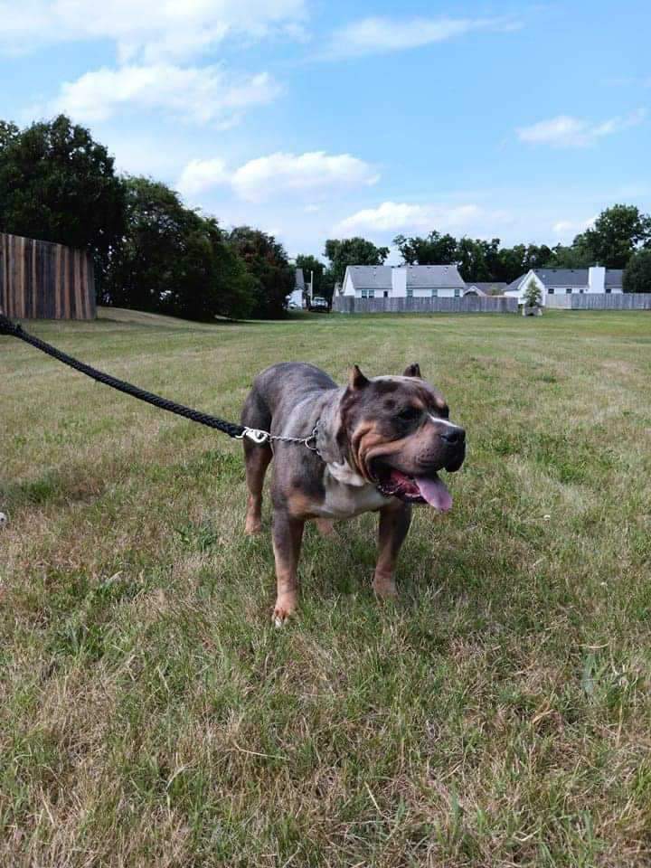 Dog Featured Image