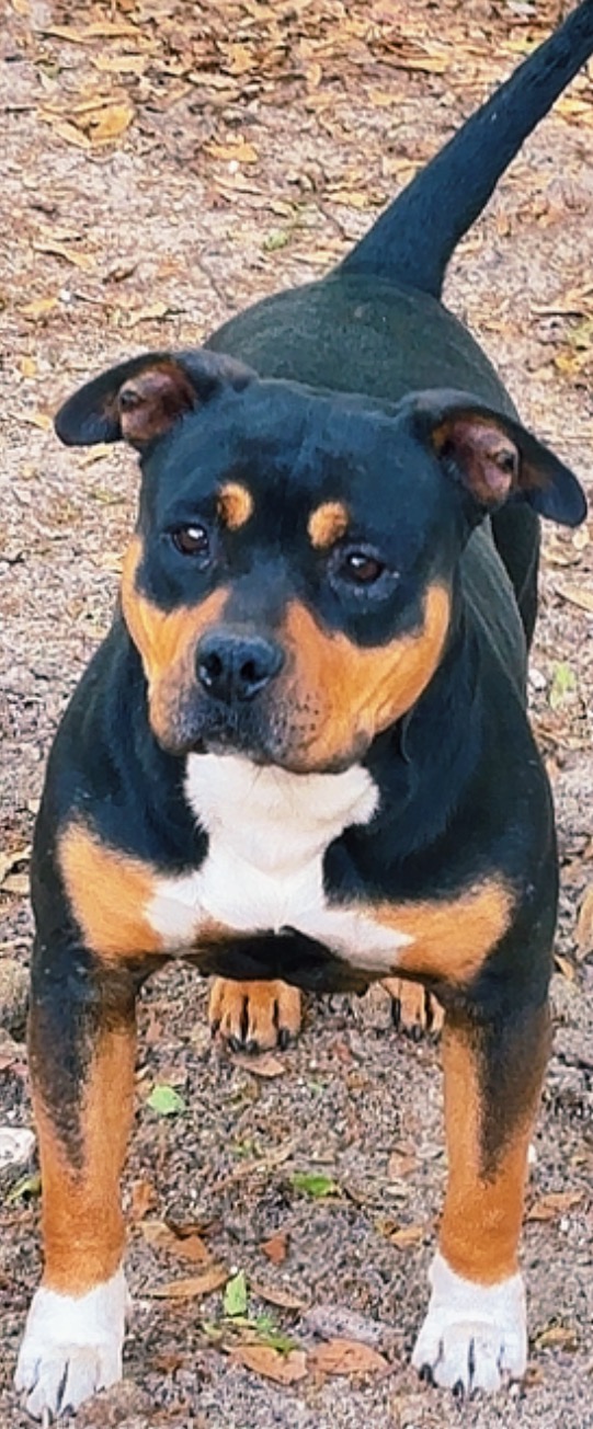 Dog Featured Image