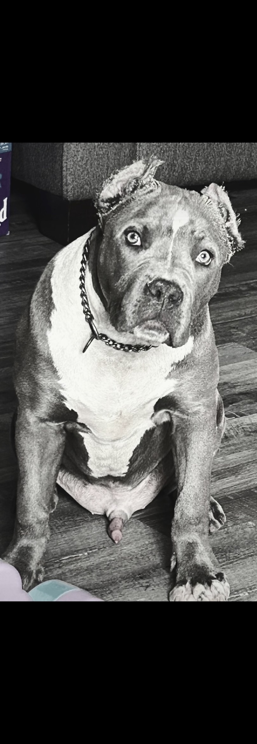 Dog Featured Image