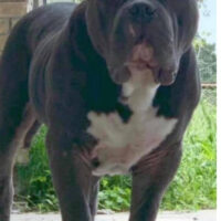 Phenom Bullyz Thor