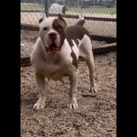 ProBulls Cocoa Of Titan Bully’s