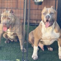 TBC
