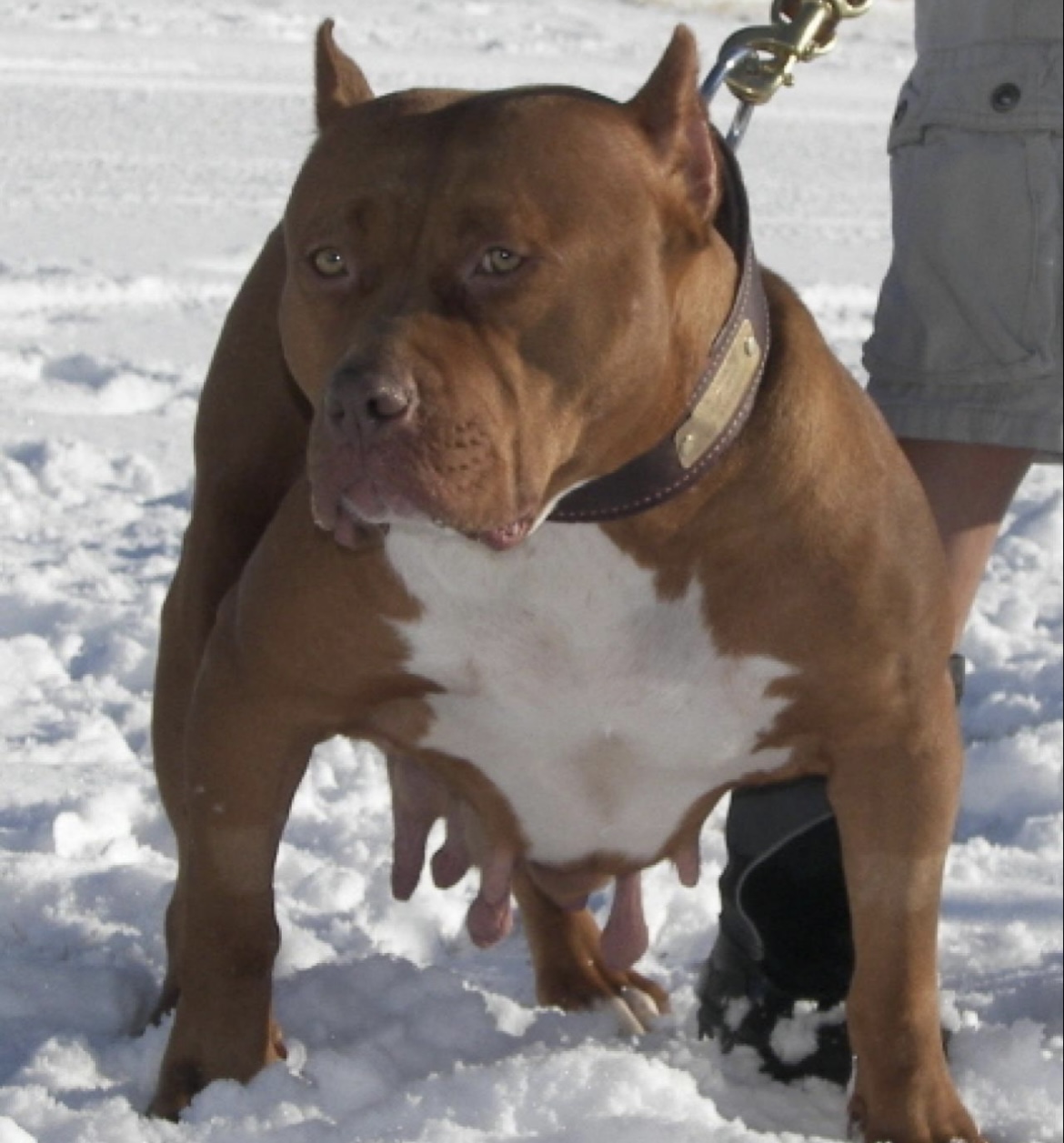 Dog Featured Image