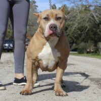 Abk’s Kya of Stagline kennels