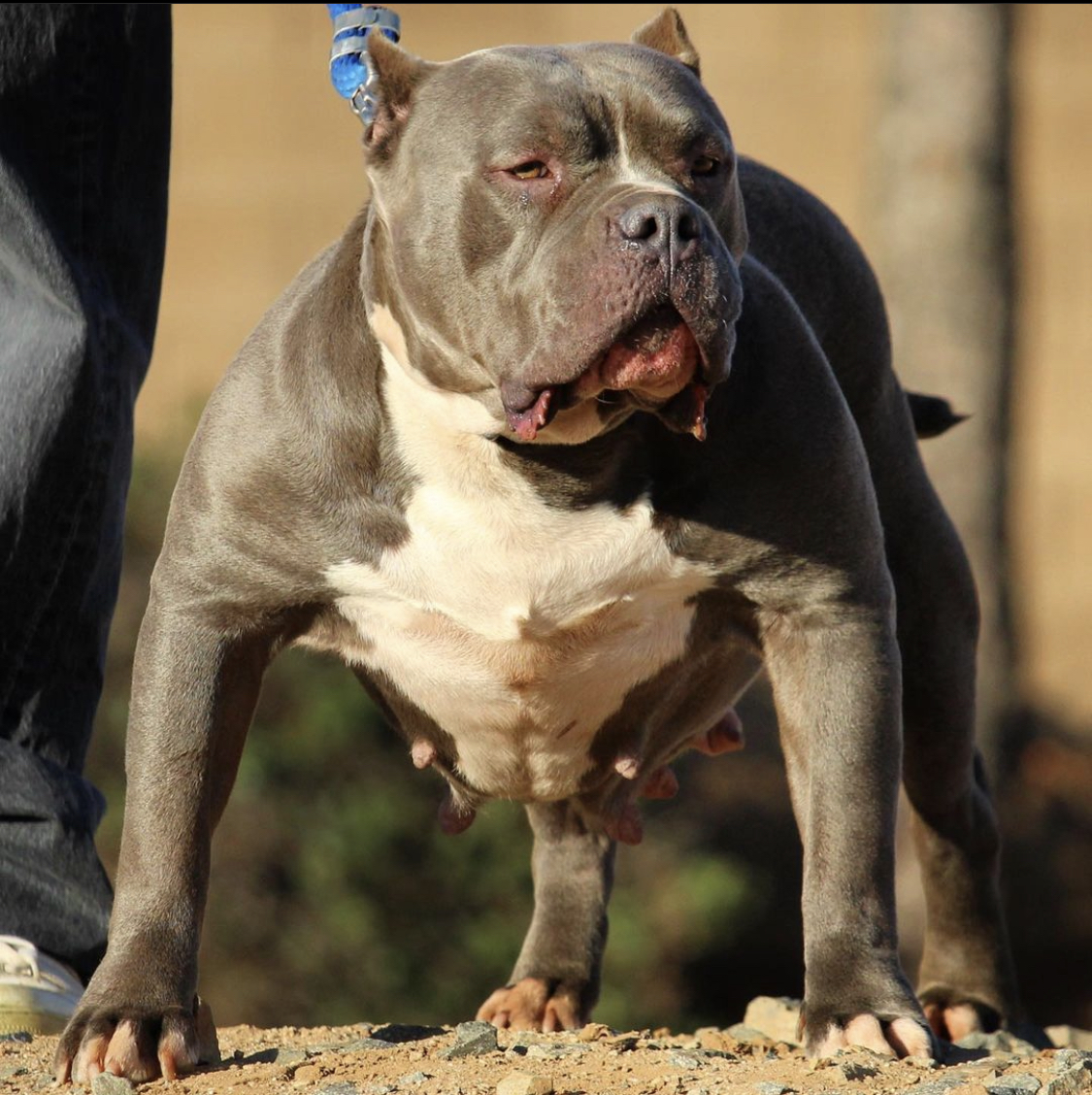Dog Featured Image