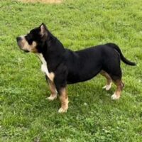 PLB ROXY OF BRB#