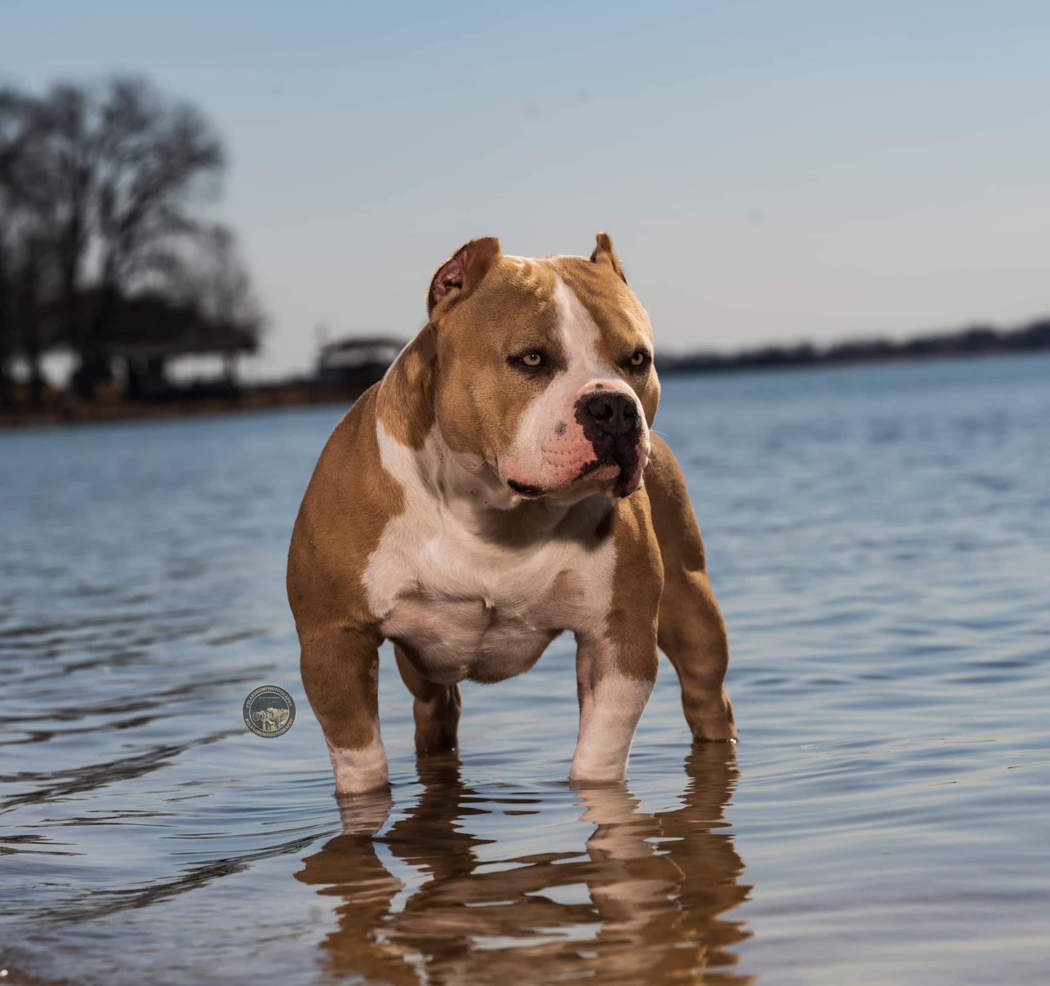 Dog Featured Image