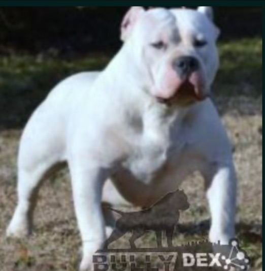 Dog Featured Image