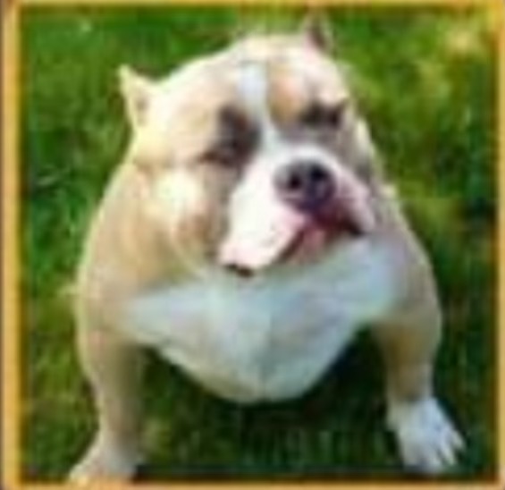 Dog Featured Image