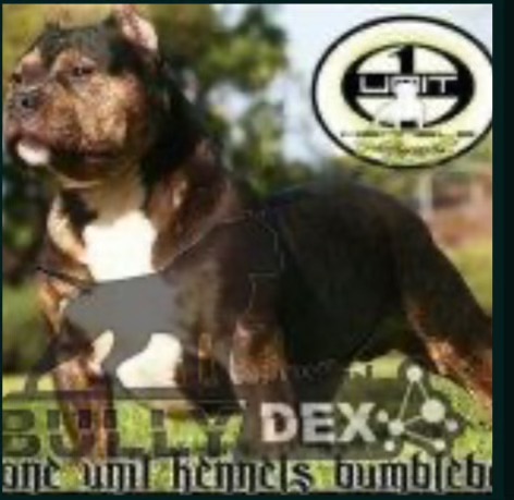 Dog Featured Image
