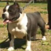BETTERBULLYS POCKIT GIDGIT#