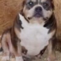 BETTERBULLYS LADY GUINEVERE#