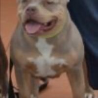 CH BETTERBULLYS FREYA#
