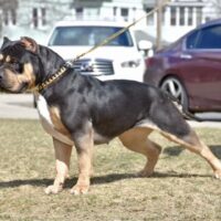 Built To Impress Bullies Star