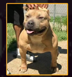 Dog Featured Image