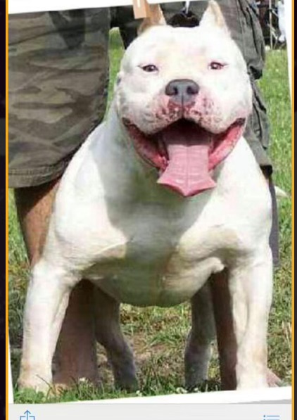 Dog Featured Image