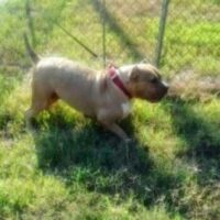 BULLY INC’S REDBONE#
