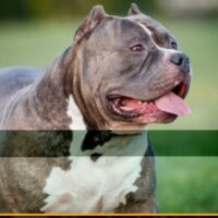 ROADDOGS MACK DEISEL OF DWK#