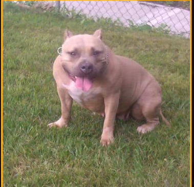 Dog Featured Image