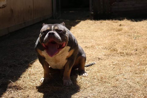 Dog Featured Image