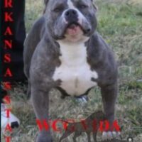WCGACELINE VIDA OF ARSTATE BULLIES#