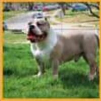 MOKENNELS BOLO#