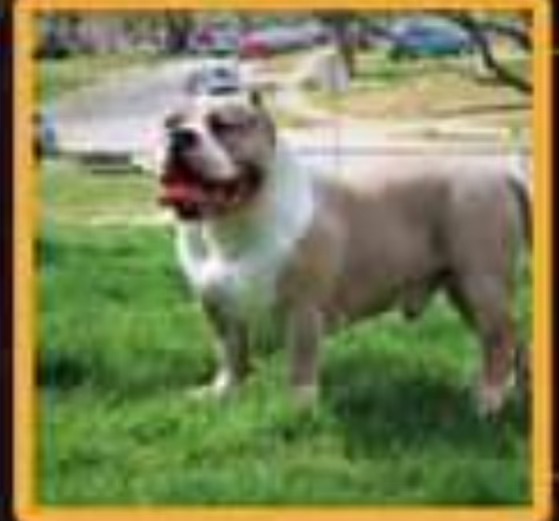 Dog Featured Image