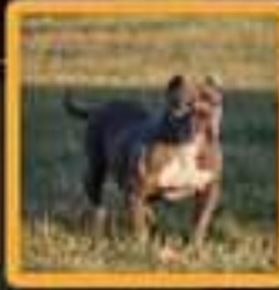 Dog Featured Image
