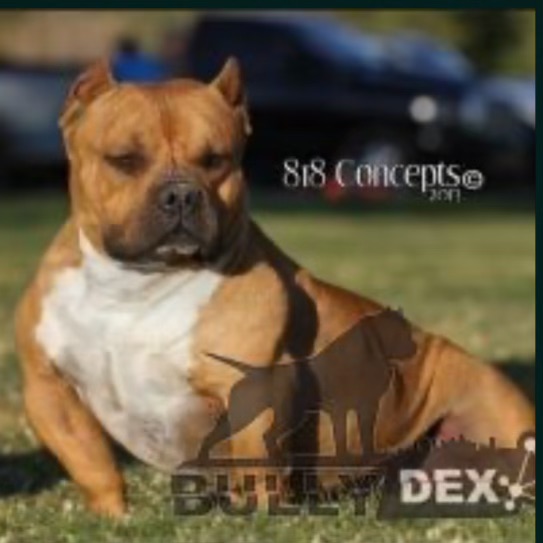 Dog Featured Image