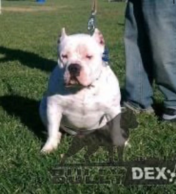 Dog Featured Image