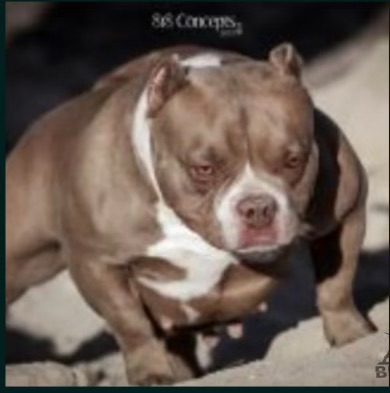 Dog Featured Image