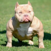 ALPHA BULLY CAMPS GLAZE#