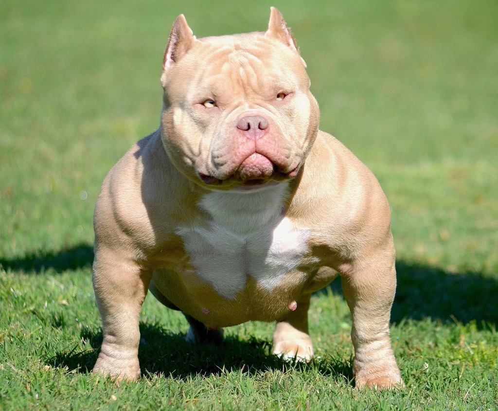 Dog Featured Image