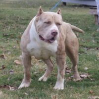 Bully ridge kennel Homie