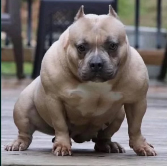 Dog Featured Image