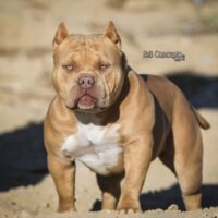 ALPHA BULLY CAMPS CRÈME DE LE CREME#